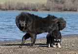 DOGUE DU TIBET 135